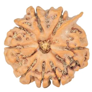 8 Mukhi Ganesh 23.6mm 4.79gm - Rudraksha