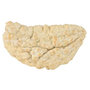 1 Mukhi Rudraksha 38.9mm 6.07gm - Rudraksha