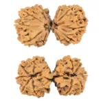 10 Mk Gaurishankar 41mm 8gm - Rudraksha