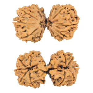 10 Mk Gaurishankar 41mm 8gm - Rudraksha