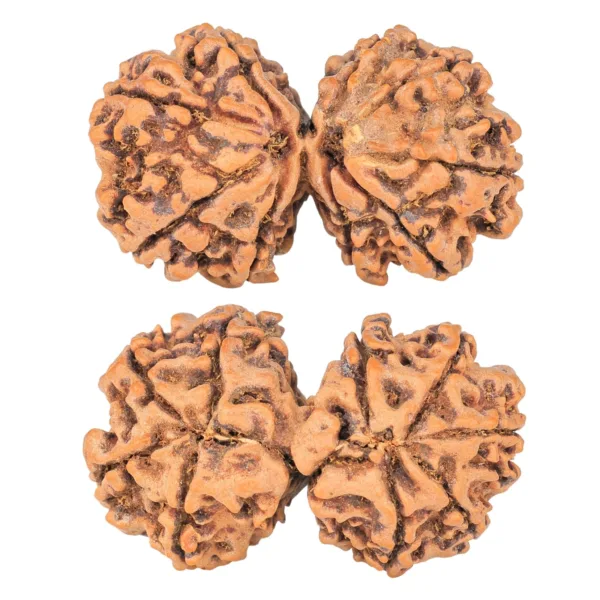 9 MK Gaurishankar 37.9mm 7.67gm - Rudraksha
