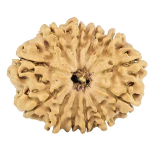 12 Mukhi Rudraksha 25.6mm 3.48gm - Rudraksha