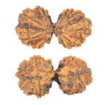 10 Mk Gaurishankar 41.8mm 8.76gm - Rudraksha