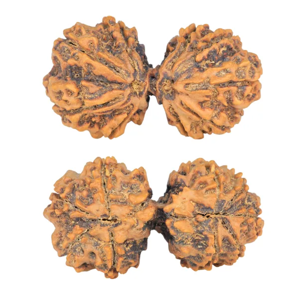 10 Mk Gaurishankar 41.8mm 8.76gm - Rudraksha