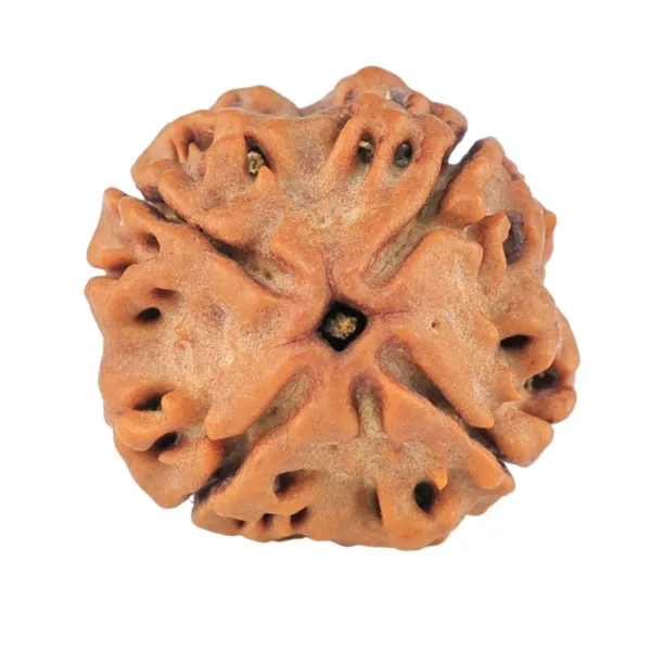4 Mukhi Rudraksha 19mm 3gm - Rudraksha