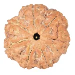 7 Mukhi Rudraksha 26.1mm 5.52gm - Rudraksha