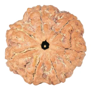 7 Mukhi Rudraksha 26.1mm 5.52gm - Rudraksha