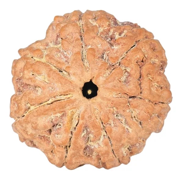 7 Mukhi Rudraksha 26.1mm 5.52gm - Rudraksha