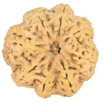 8 Mukhi Rudraksha 31.6mm 7.94gm - Origin: Nepal - Rudraksha