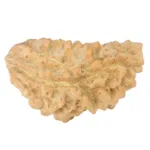 1 Mukhi Rudraksha 35.7mm 4.83gm - Rudraksha