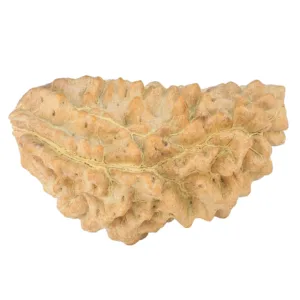 1 Mukhi Rudraksha 35.7mm 4.83gm - Rudraksha