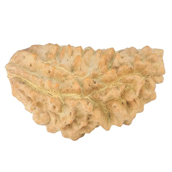 1 Mukhi Rudraksha 35.7mm 4.83gm - Rudraksha