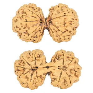 11 MK Gaurishankar 40.4mm 7.07gm - Rudraksha