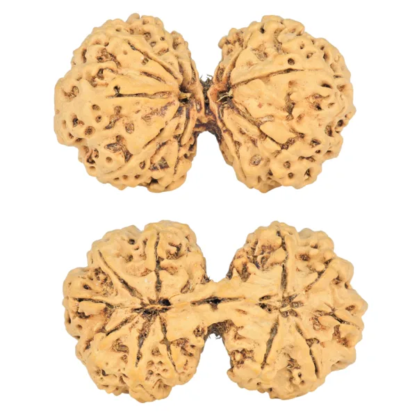 11 MK Gaurishankar 40.4mm 7.07gm - Rudraksha
