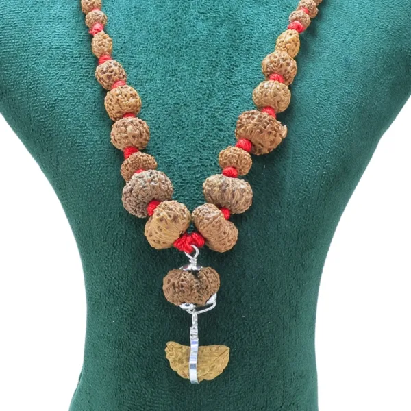 1 to 14 Mukhi Rudraksha Mala ( Siddha Mala ) - Certificate: DCL/2026/B/0178 - Rudraksha Zoom Image