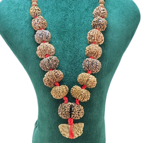 1 to 14 Mukhi Rudraksha Mala ( Siddha Mala ) - 30.3858mm - Rudraksha Zoom Image
