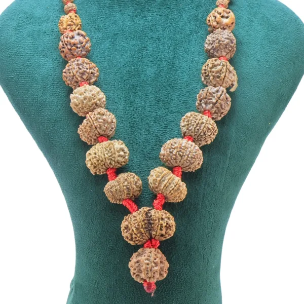 1 to 14 Mukhi Rudraksha Mala ( Siddha Mala ) - Certificate: DCL/2026/B/0254 - Rudraksha Zoom Image
