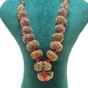 1 to 14 Mukhi Rudraksha Mala ( Siddha Mala ) - Certificate: DCL/2026/B/0258 - Rudraksha Zoom Image