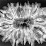13 Mukhi Rudraksha 33mm 6gm - Xray