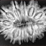 14 Mukhi Ganesh 29.3mm 5.43gm - Xray