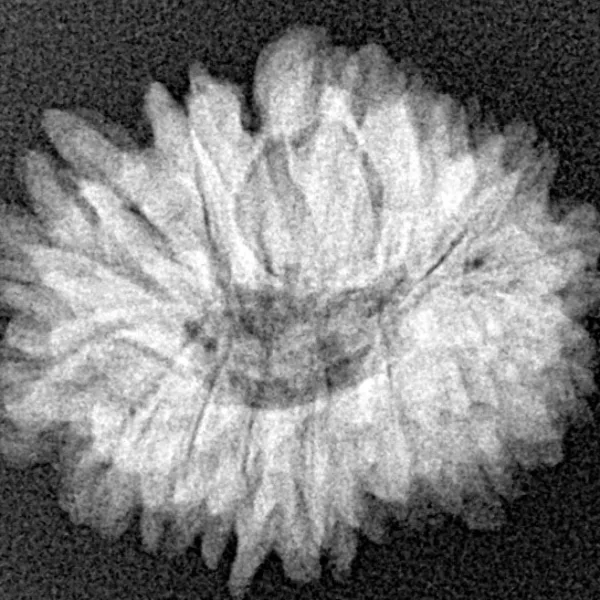 18 Mukhi Rudraksha 22.5mm 2.97gm - Xray