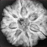 7 Mukhi Rudraksha 27.3mm 8.06gm - Xray