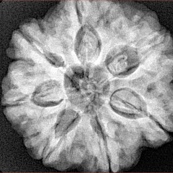 7 Mukhi Rudraksha 27.3mm 8.06gm - Xray
