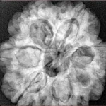 7 Mukhi Rudraksha 28.6mm 7.4gm - Xray