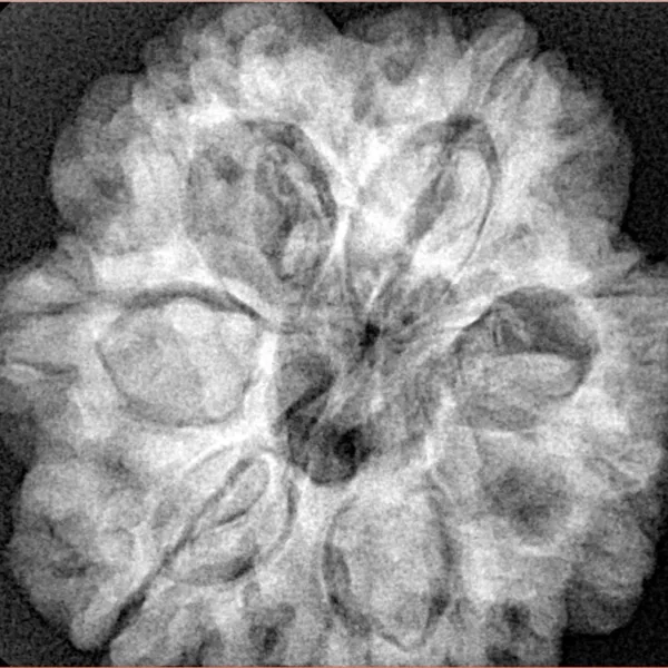 7 Mukhi Rudraksha 28.6mm 7.4gm - Xray
