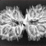13 Mukhi Gaurishankar 33.9mm 4.61gm - Xray