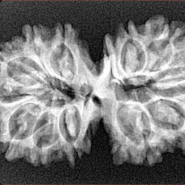13 Mukhi Gaurishankar 33.9mm 4.61gm - Xray