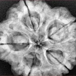 5 Mukhi Rudraksha 29.2mm 8gm - Xray