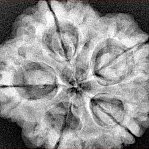 5 Mukhi Rudraksha 29.2mm 8gm - Xray