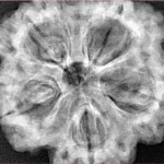 5 Mukhi Rudraksha 31.2mm 8.91gm - Xray