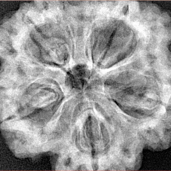 5 Mukhi Rudraksha 31.2mm 8.91gm - Xray