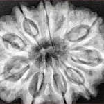 10 Mukhi Rudraksha 32.2mm 8.27gm - Xray