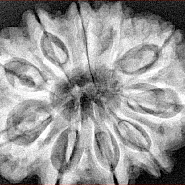 10 Mukhi Rudraksha 32.2mm 8.27gm - Xray