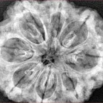 8 Mukhi Rudraksha 32.1mm 8gm - Xray