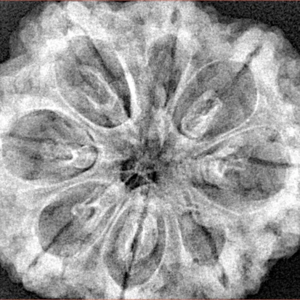 8 Mukhi Rudraksha 32.1mm 8gm - Xray