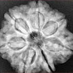 7 Mukhi Rudraksha 27.1mm 6.35gm - Xray