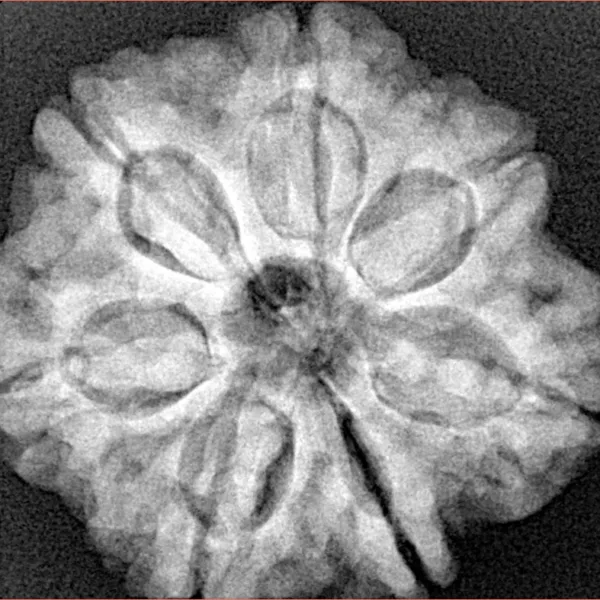 7 Mukhi Rudraksha 27.1mm 6.35gm - Xray