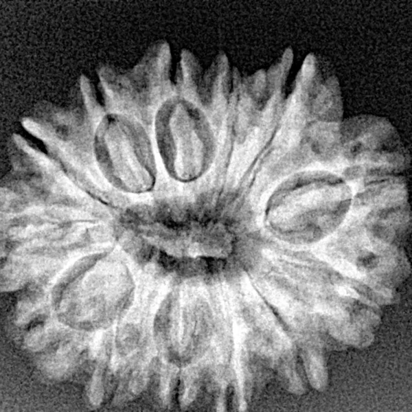 13 Mukhi Rudraksha 26.1mm 4gm - Xray