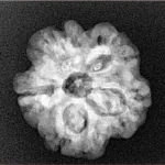 1MK(Underdeveloped) 21.2mm 3.3gm - Origin: Nepal - Xray