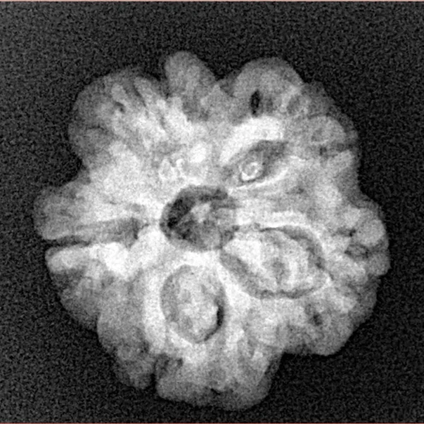 1MK(Underdeveloped) 21.2mm 3.3gm - Origin: Nepal - Xray