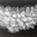 1 Mukhi Rudraksha 37.7mm 4.36gm - Xray