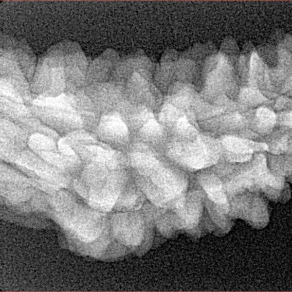1 Mukhi Rudraksha 37.7mm 4.36gm - Xray
