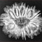 14 Mukhi Rudraksha 27.4mm 3.85gm - Xray