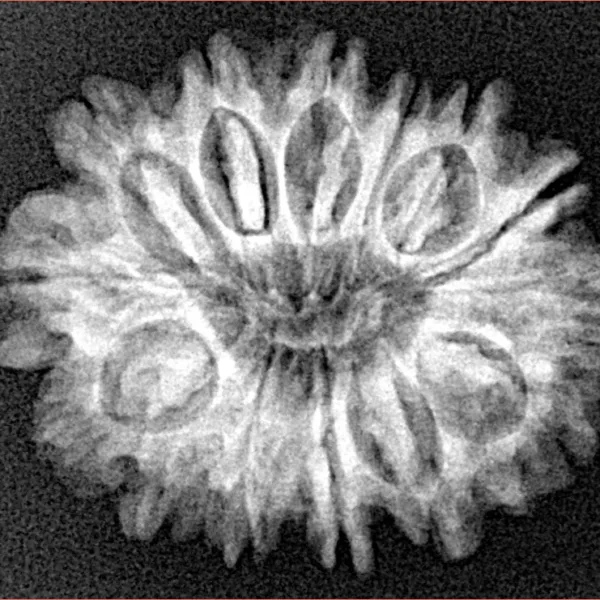 14 Mukhi Rudraksha 27.4mm 3.85gm - Xray