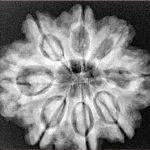 8 Mukhi Rudraksha 27.5mm 5.87gm - Xray