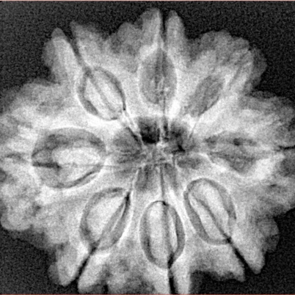 8 Mukhi Rudraksha 27.5mm 5.87gm - Xray